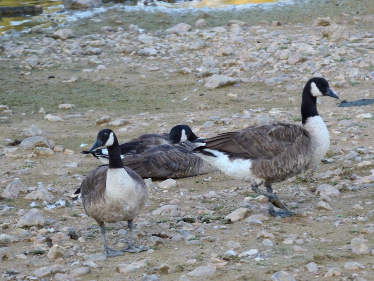 Вилла Les Cygnes Au Bord Du Loing Montigny-sur-Loing Экстерьер фото