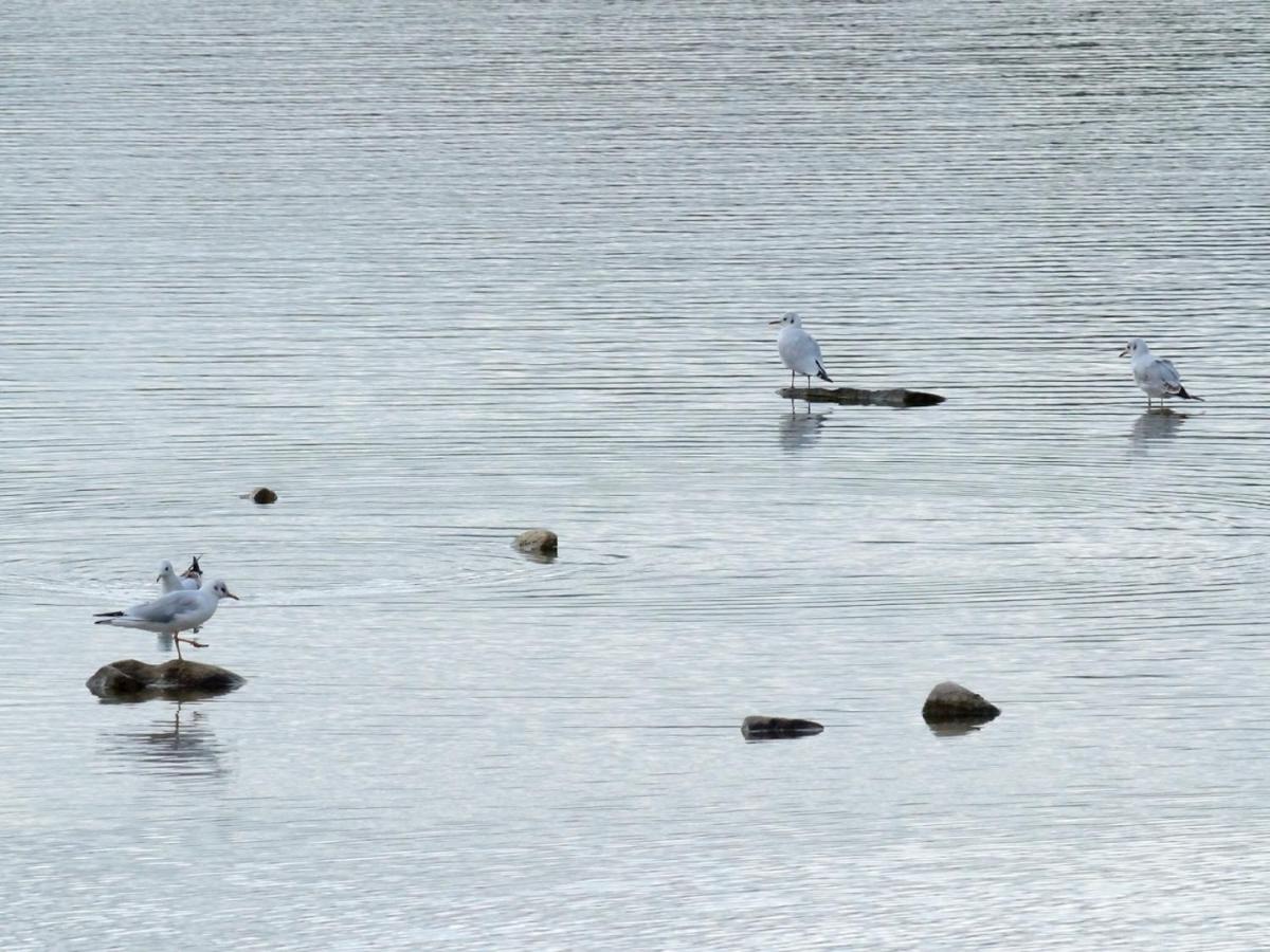 Вилла Les Cygnes Au Bord Du Loing Montigny-sur-Loing Экстерьер фото